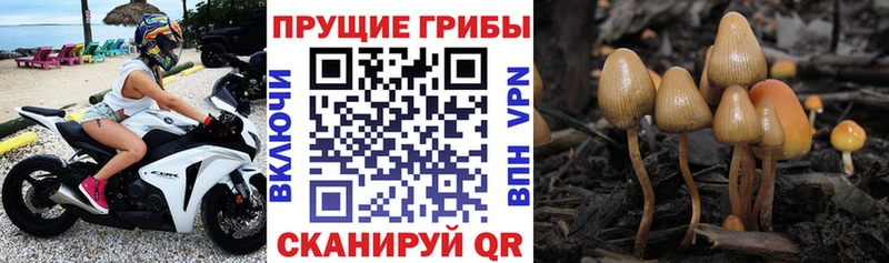 Галлюциногенные грибы Psilocybe  Заволжск 